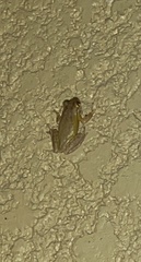 Osteopilus septentrionalis