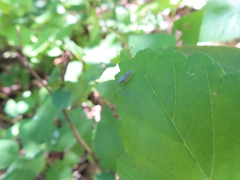 Cicadellinae