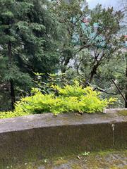 Liquidambar formosana