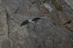 Ardea cinerea cinerea