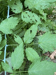 Rubus leucodermis