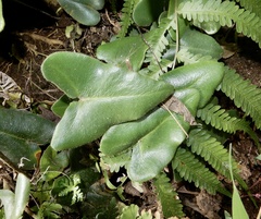 Mickelopteris cordata