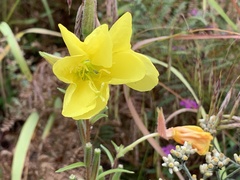 Oenothera elata
