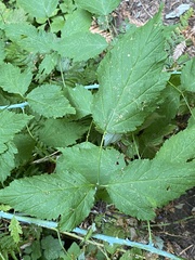 Rubus leucodermis
