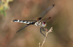 Dythemis fugax