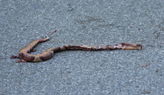 Agkistrodon laticinctus