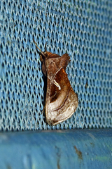 Dactyloplusia impulsa