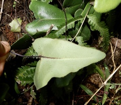 Mickelopteris cordata
