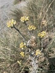 Pseudognaphalium stramineum