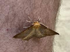 Tetracis jubararia