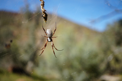 Trichonephila edulis