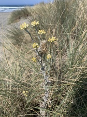 Pseudognaphalium stramineum