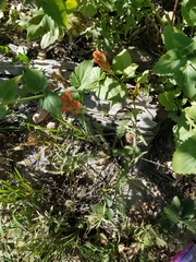 Castilleja rhexiifolia