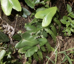 Mickelopteris cordata