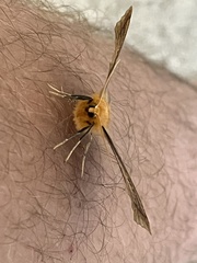 Tetracis jubararia