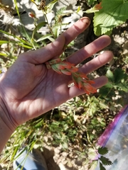 Castilleja rhexiifolia