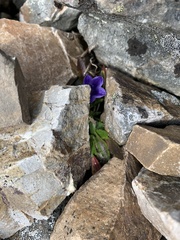 Campanula lasiocarpa