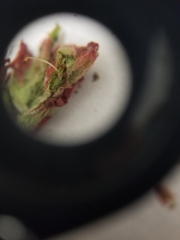 Castilleja rhexiifolia