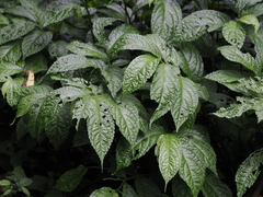 Elatostema platyphyllum