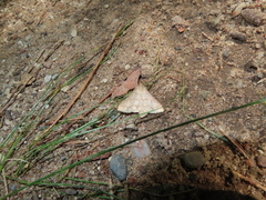 Renia flavipunctalis