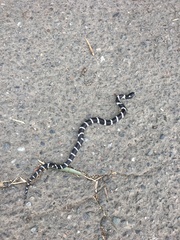 Lampropeltis californiae