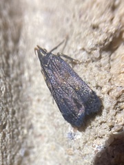 Dichomeris juncidella