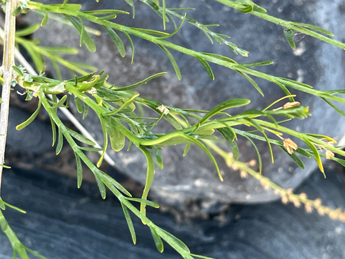 Buddleja virgata image