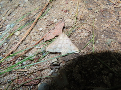 Renia flavipunctalis