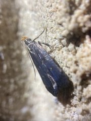 Dichomeris juncidella