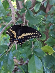Papilio polyxenes