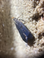 Dichomeris juncidella