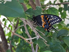 Papilio polyxenes