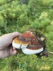 Ganoderma