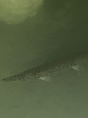 Lepisosteus platyrhincus