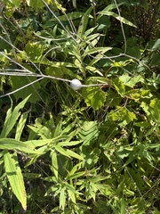 Rabdophaga strobiloides