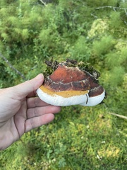 Ganoderma