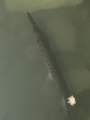 Lepisosteus platyrhincus