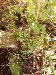 Griselinia littoralis