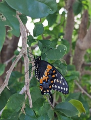 Papilio polyxenes