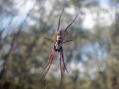 Trichonephila edulis