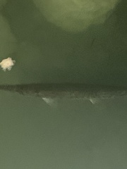 Lepisosteus platyrhincus