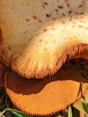 Gymnopilus