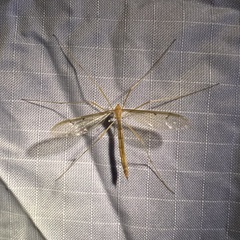 Tricyphona