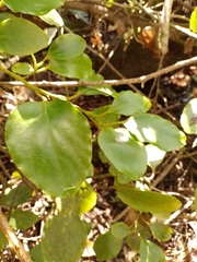 Griselinia littoralis