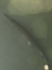 Lepisosteus platyrhincus