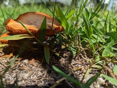 Gymnopilus