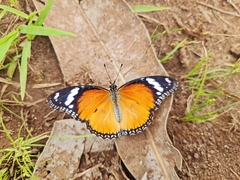 Hypolimnas misippus