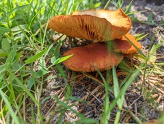 Gymnopilus