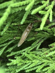 Conocephalus exemptus