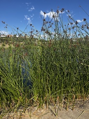 Schoenoplectus californicus